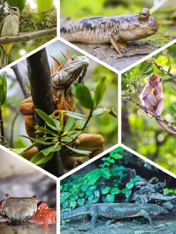 马来西亚沙巴度假海岛,马来西亚的沙巴