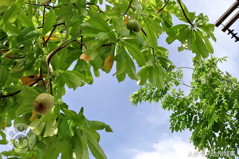 泰国小众岛屿沙美岛,泰国小众岛屿日落
