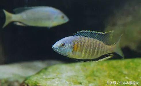 马拉维湖慈鲷口孵品种,马拉维湖岩栖慈鲷