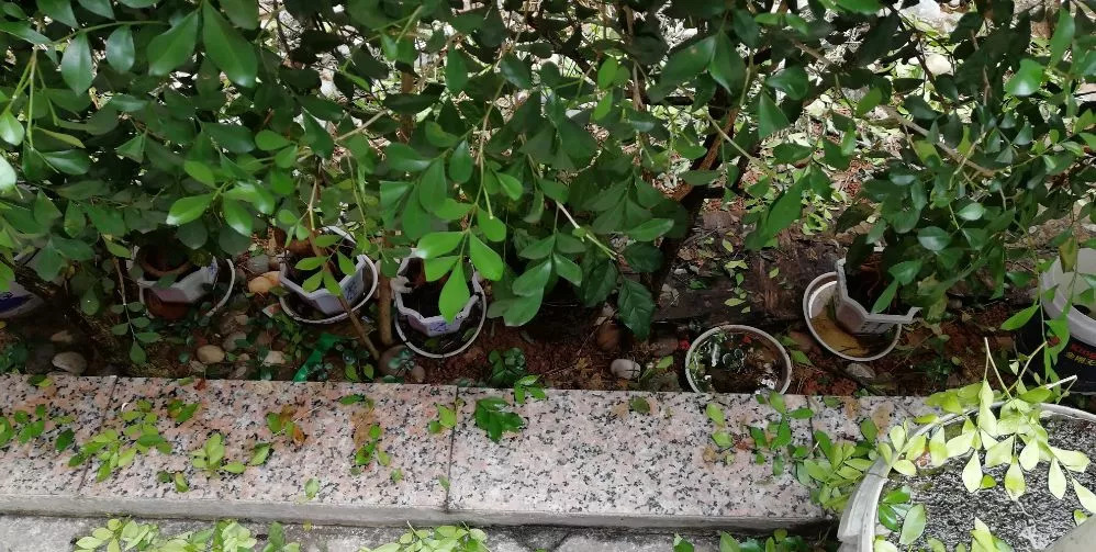 被蚊子咬了后起皮疹,蚊子咬后一大片红肿发硬体内缺啥