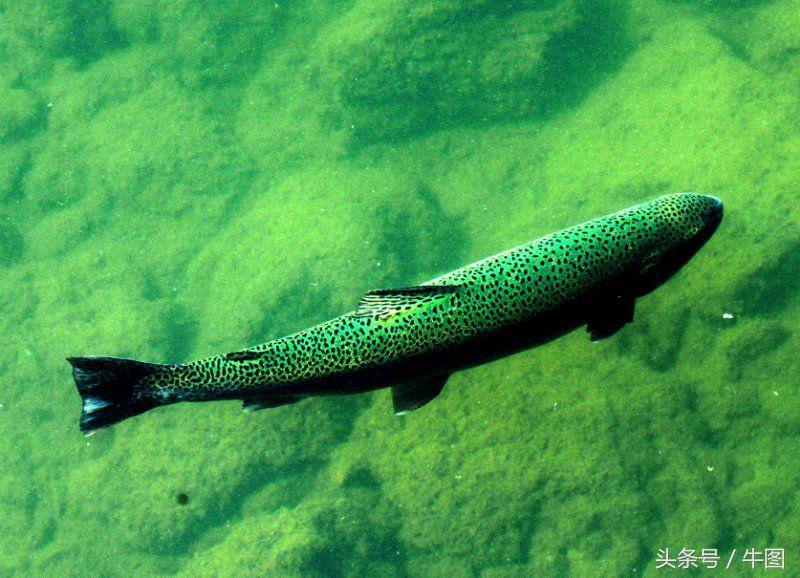 戚振林｜乳业教父郑俊怀和他的红星集团