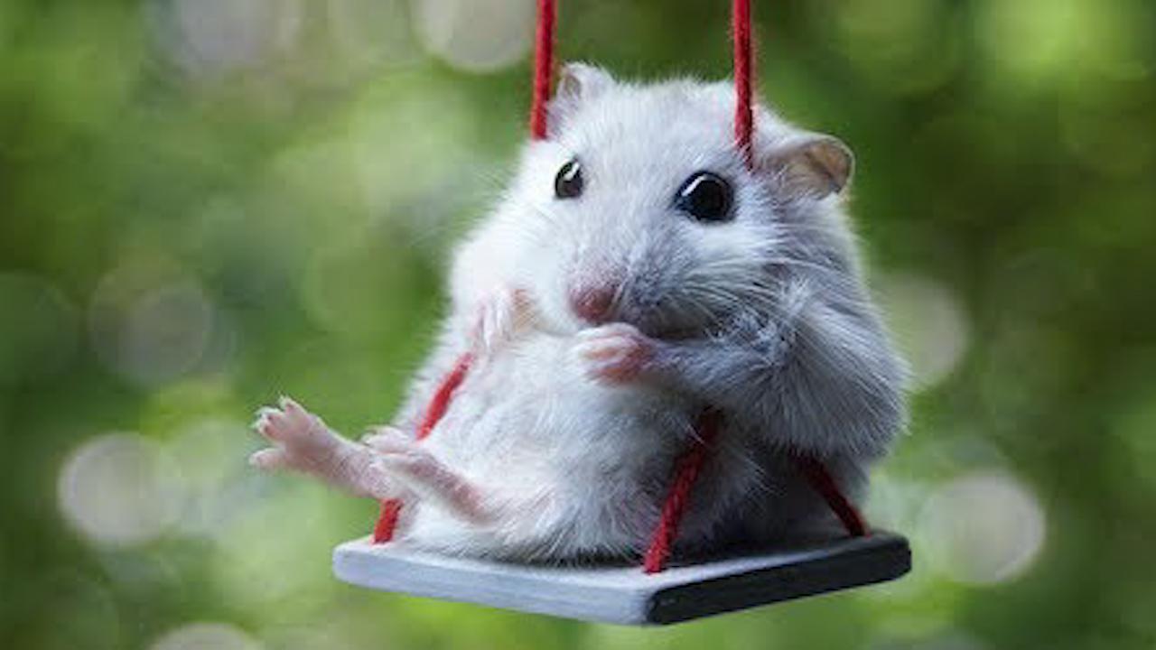 仓鼠为什么会吃自己的宝宝,为什么母仓鼠会吃自己的宝宝