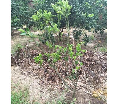 柑橘烂根如何解决,柑橘树苗出现烂根怎么回事