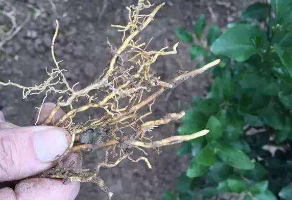 柑橘烂根如何解决,柑橘树苗出现烂根怎么回事