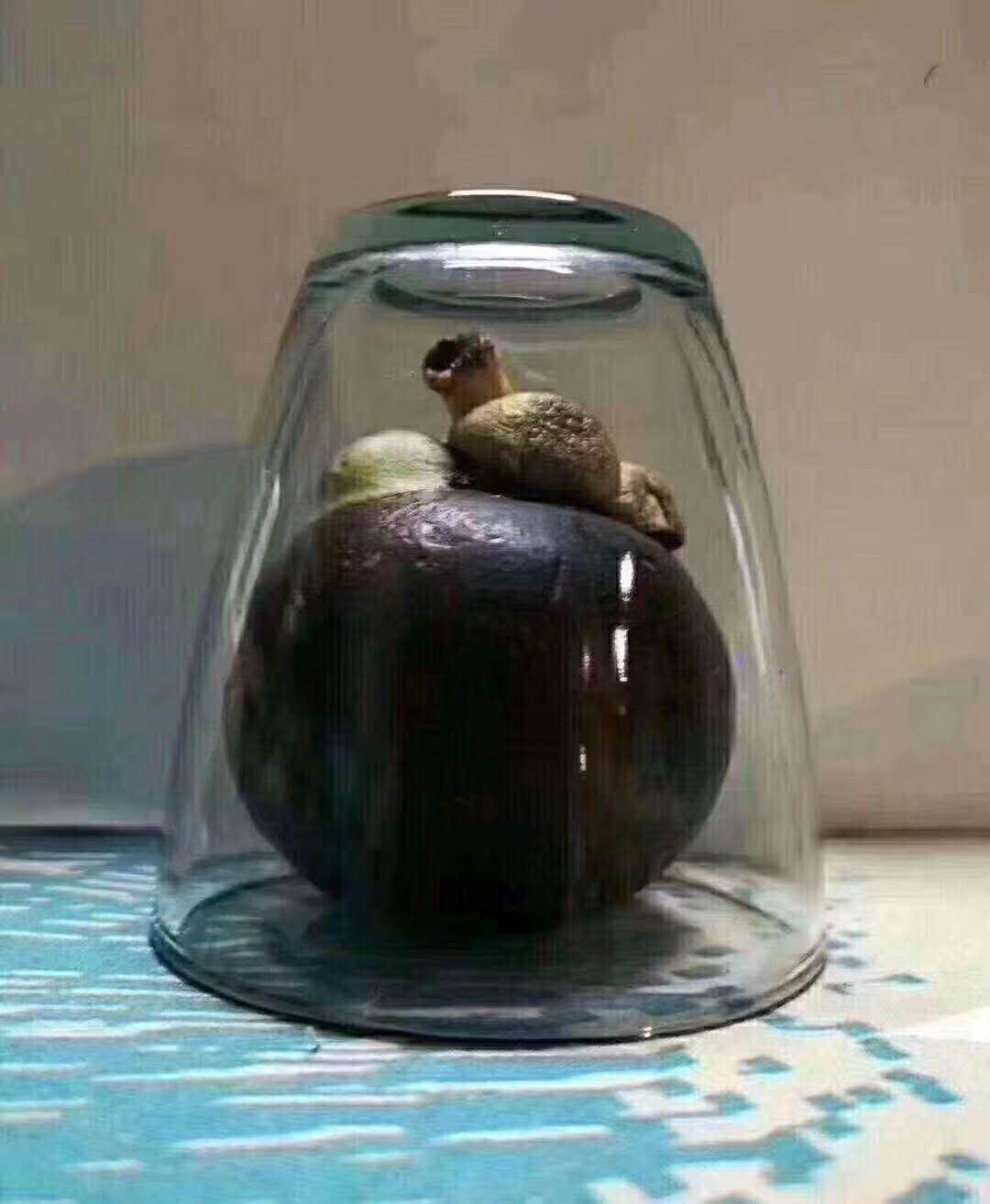 近期刷屏社交圈的山竹好吃吗?有哪些禁忌呢?