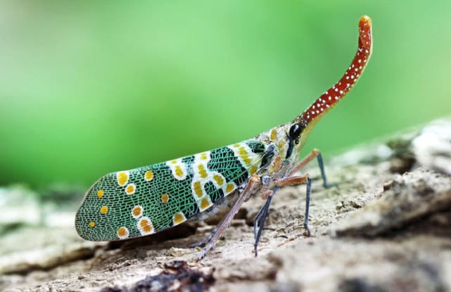 农村常见的昆虫学名是什么,龙眼鸡是什么昆虫变的