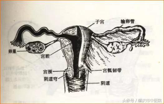 妇科小知识之输卵管堵塞