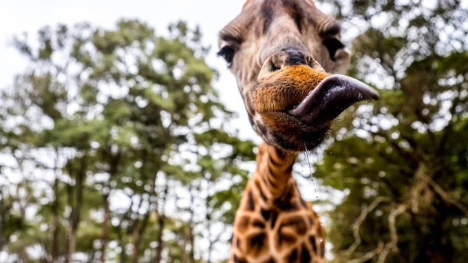 最恐怖的拍摄经历｜我在非洲被长颈鹿强吻了……