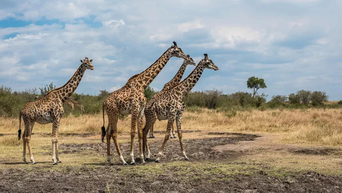 最恐怖的拍摄经历｜我在非洲被长颈鹿强吻了……