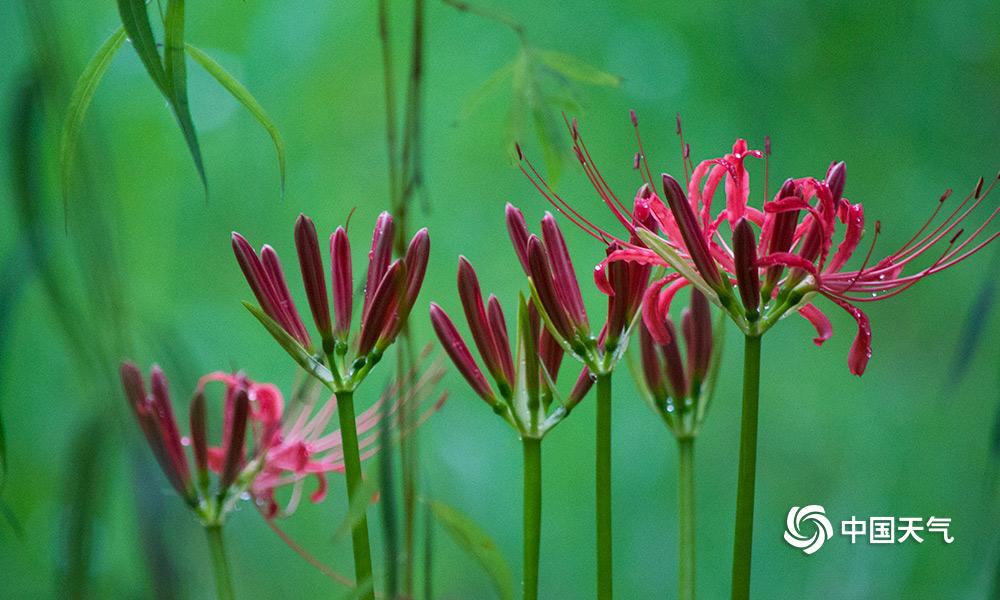 重庆主城哪里可以看曼珠沙华 (雨中的曼珠沙华)