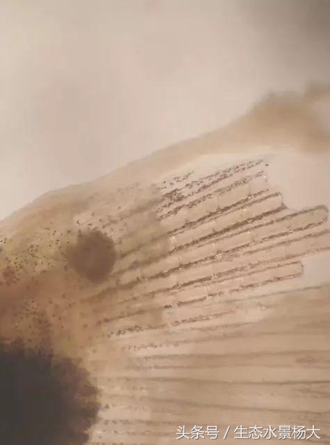 观赏鱼白点病严重吗,观赏鱼白点病一招解决