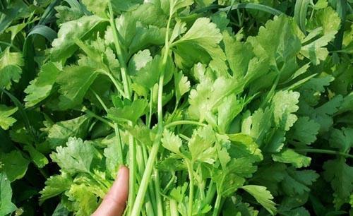 秋天多吃十大食物提高免疫力,秋季吃这6种菜真的很养生