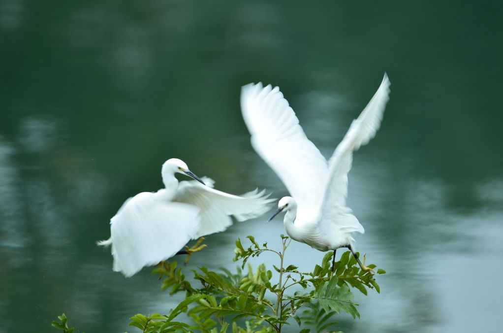 璇椾汉寮犵窘,寮犵窘姹熻タ
