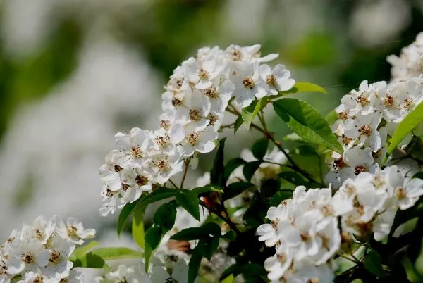 璇椾汉寮犵窘,寮犵窘姹熻タ