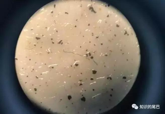 山竹扔垃圾桶,山竹扔垃圾桶里