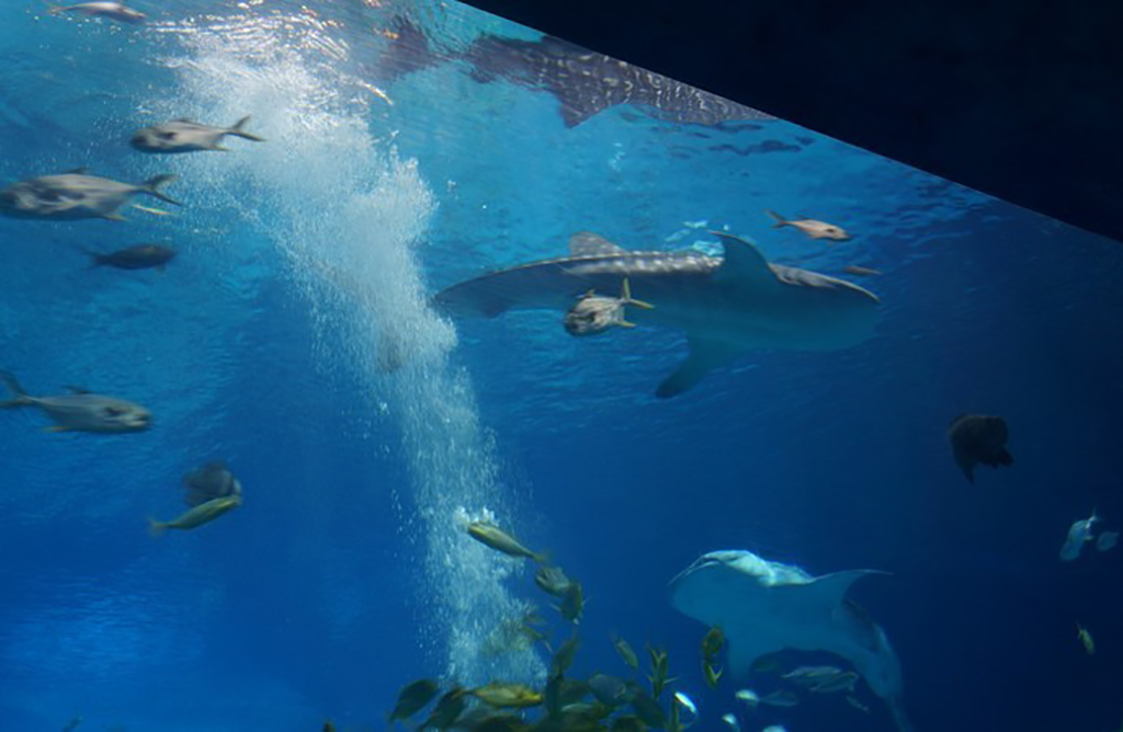 广州海洋馆和正佳海洋馆哪个好,广州比较好玩的海洋馆推荐