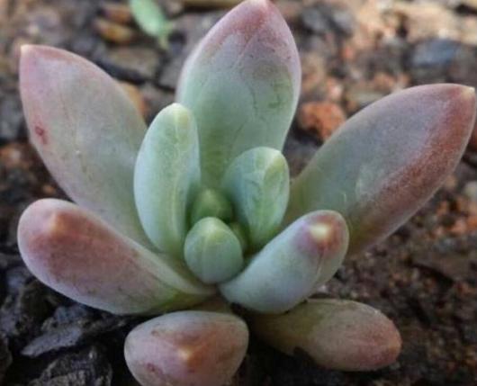 一行白鹭上青天春种一粒粟,一行白鹭上青天教资怎么教