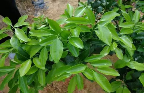 杀菌剂哪种杀伤力最强,适用细菌性病害的杀菌剂