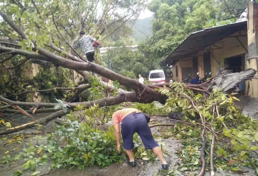 请给他们多一点时间！端州全城风后大修缮