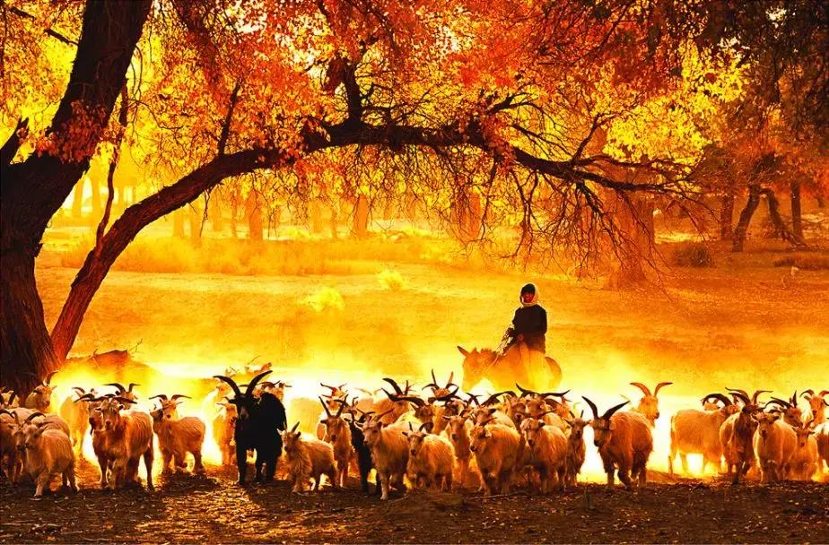 跟着大咖体验南疆最经典路线，玄奘东归路、沙漠胡杨、民俗风情！