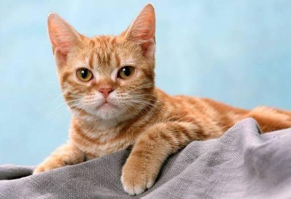 领养可以代替购物吗,领养与购买的方法