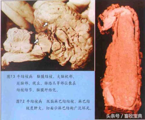 养牛跟我学第一篇第二章第二节