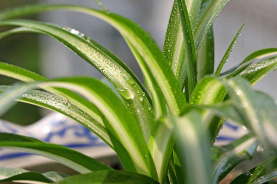 醋和小苏打浇花能杀虫吗,小苏打兑水喷花叶子有用吗