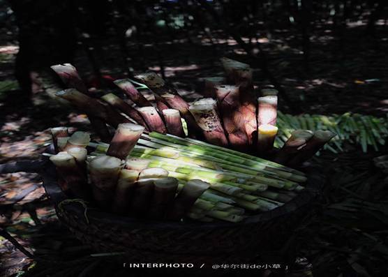 畅游肇庆星湖风景,来金佛山体验清凉夏日之旅