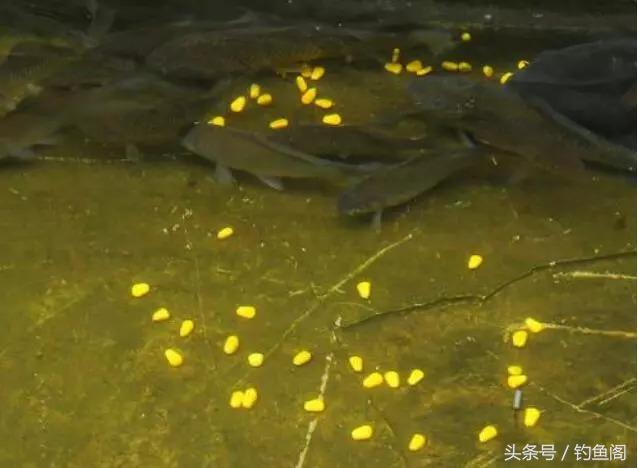 使用玉米钓鱼技巧,用玉米钓鱼方法