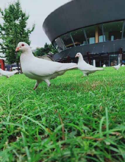 定居成都的最快方法,定居成都需要什么条件