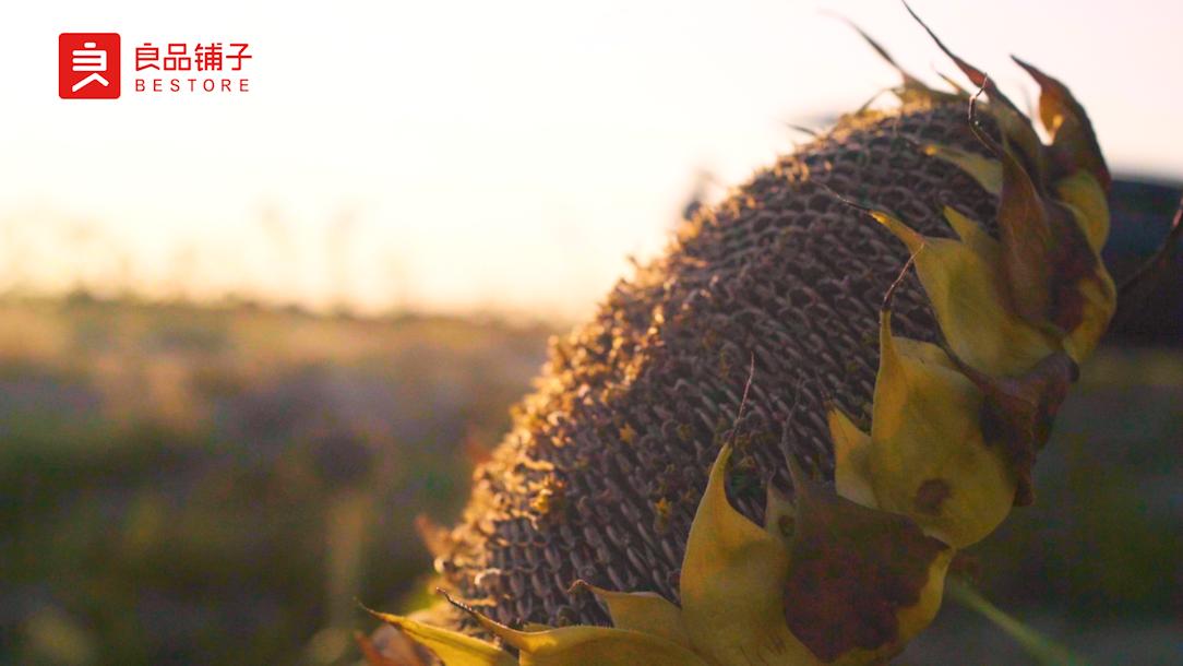 一粒瓜子,一粒瓜子的质量