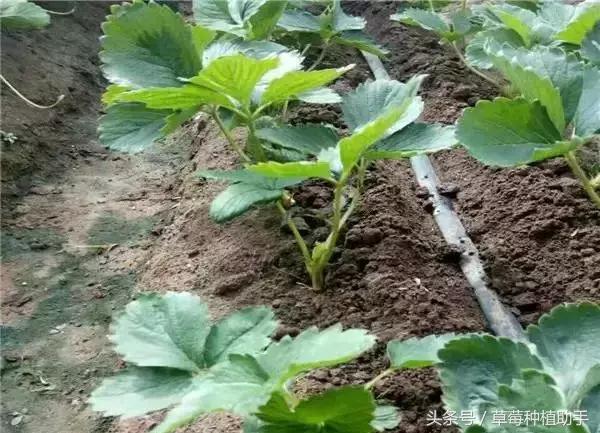 草莓苗种植的全程步骤详解,草莓苗种植方法谁都不知道