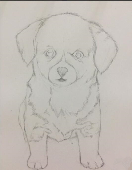 初学画简单小狗,画小狗儿童画涂色