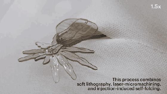 这是一只能进入你身体的“小蜘蛛”，要上演惊悚大片？！