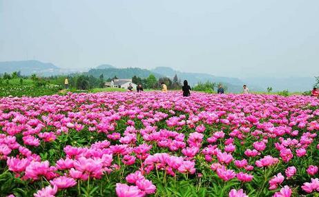 四川德阳市中江县玄武村,四川德阳市中江县简介