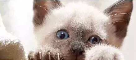 刚带回家的小猫咪怕人怎么办,刚带回来的猫咪怎么亲近