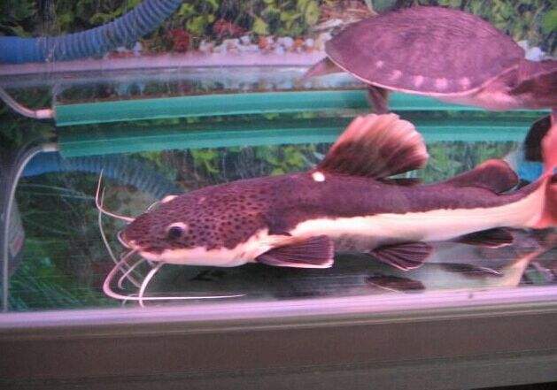 特别凶的宠物鱼,叫声像猫叫的鱼