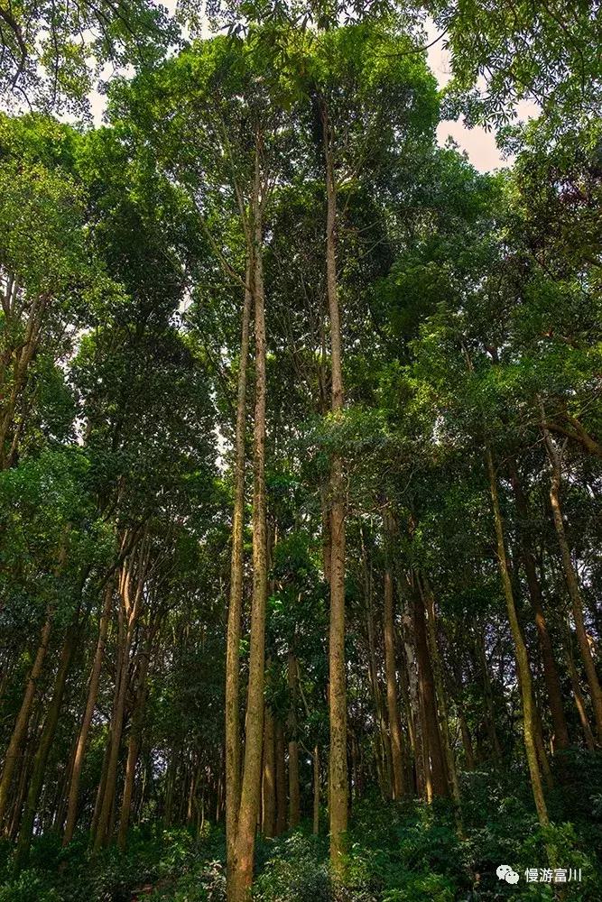 富川山清水秀,富川有树林的地方