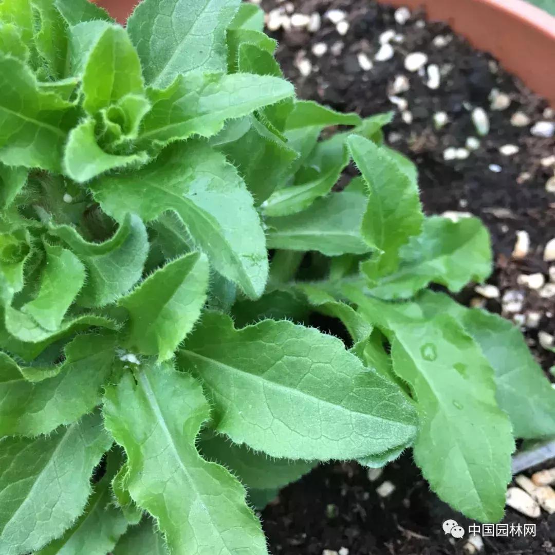 风铃草欣赏,风铃草的生长特点