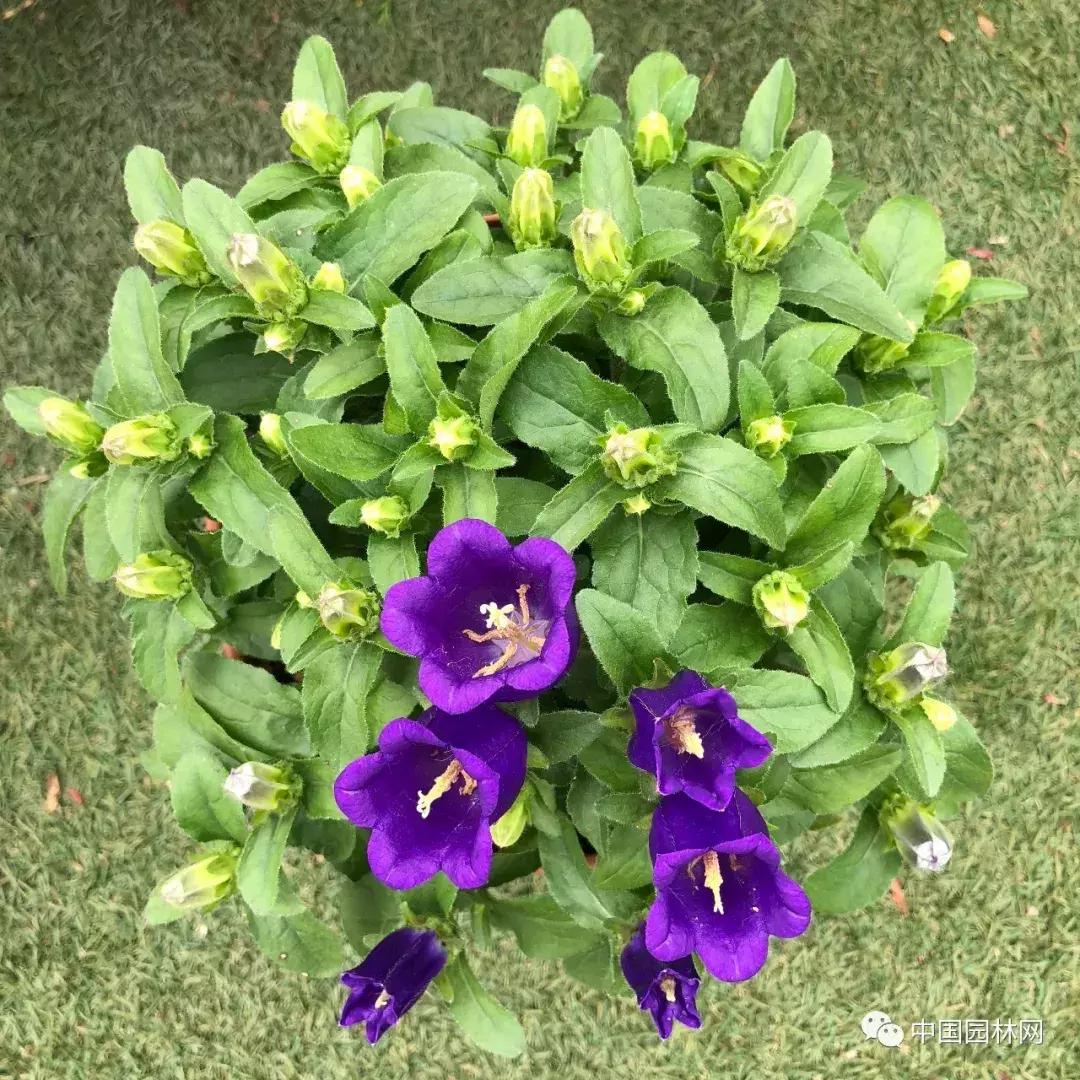 风铃草欣赏,风铃草的生长特点