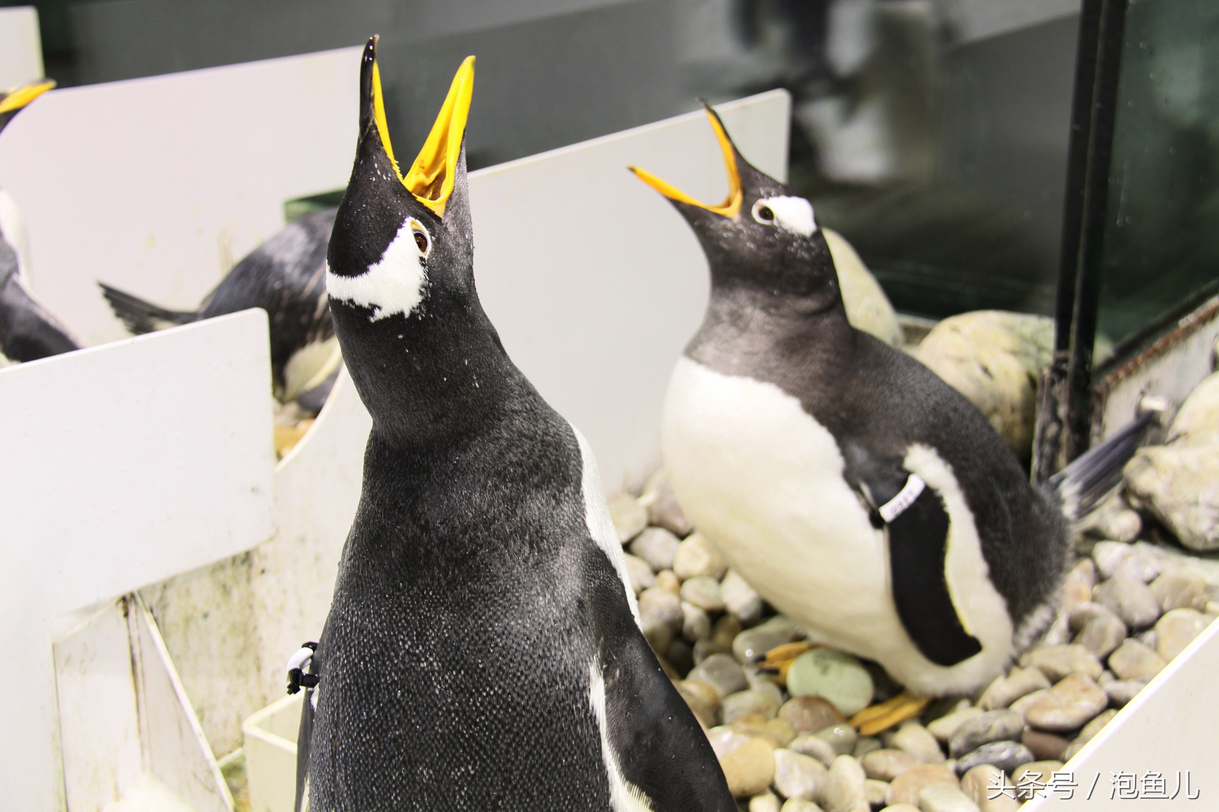 大连极地企鹅,南极企鹅求婚视频