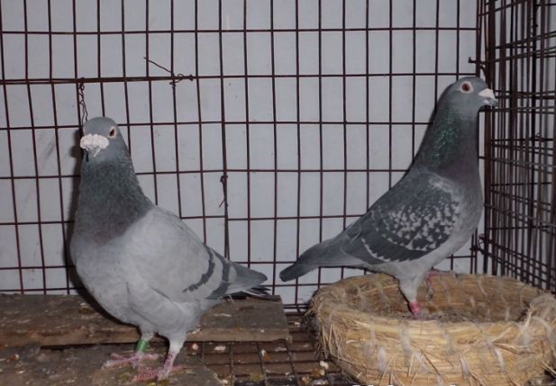 飞鸽传书对应的是什么,飞鸽传书真的能做到吗