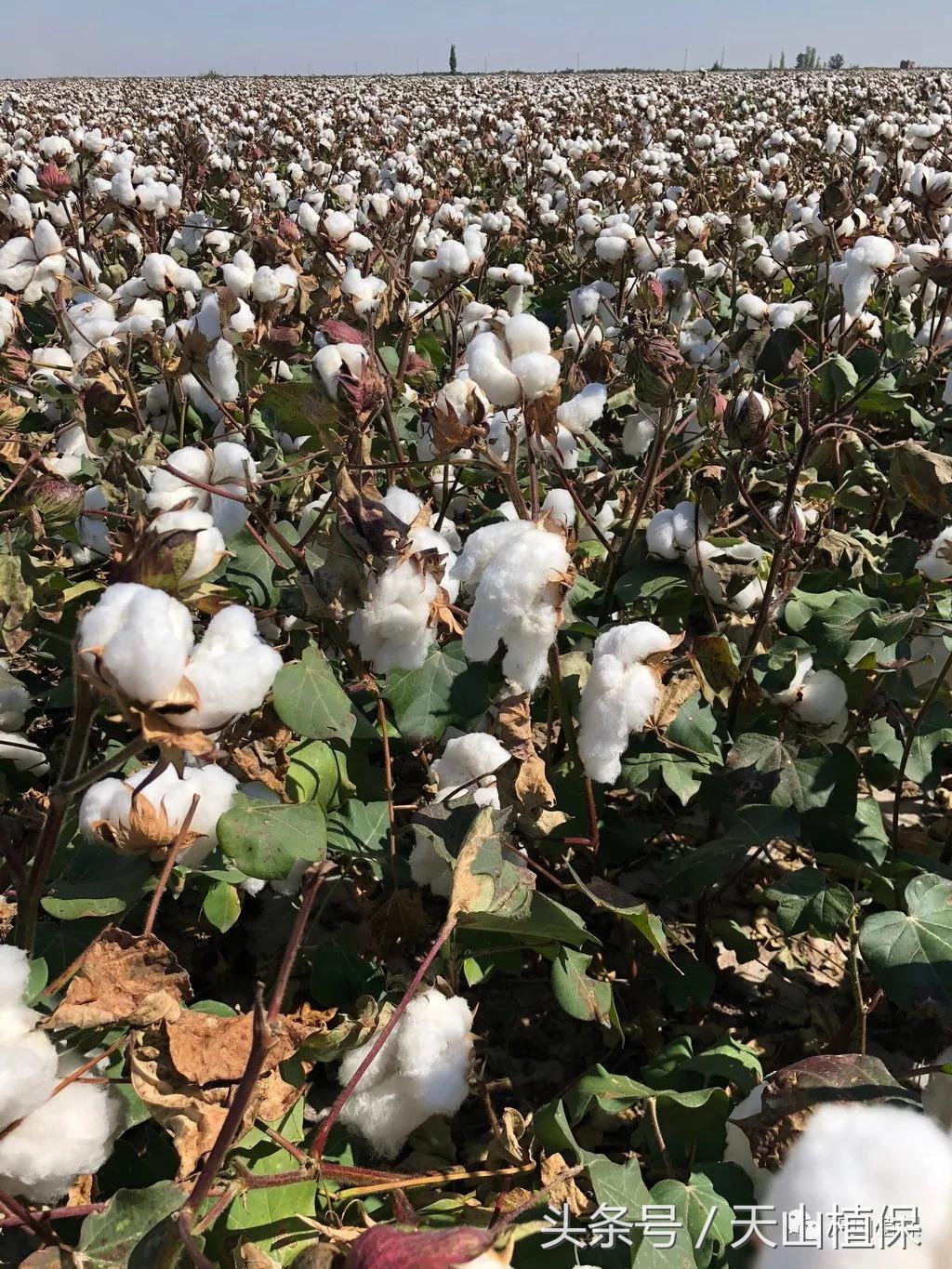 新疆南疆籽棉收购价最新行情,今日北疆各兵团籽棉收购价