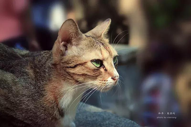 鼓浪屿旅拍全攻略,厦门鼓浪屿吃喝玩乐拍照全攻略