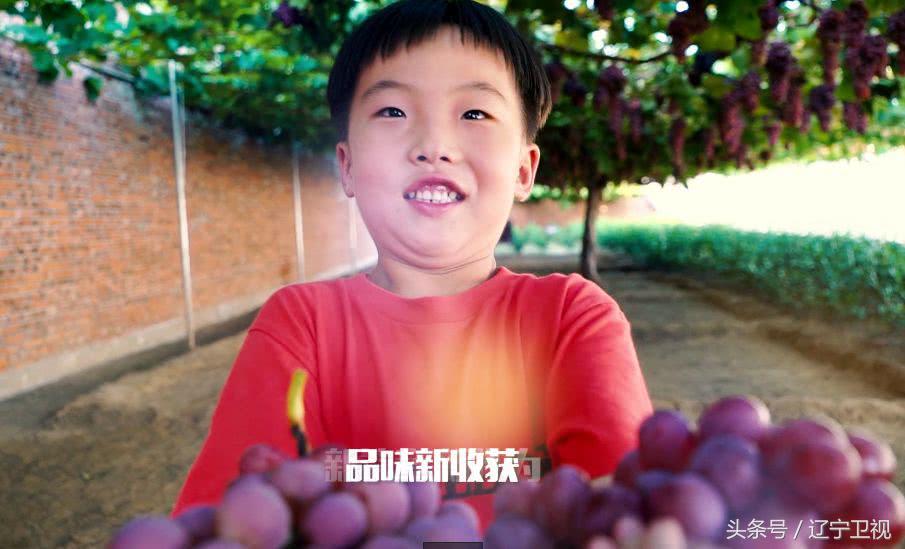 丰收中国北大荒,丰收中国幸福盘锦直播