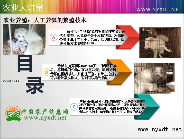 养狐技术视频,人工养殖狐狸的过程