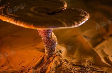 如何看待灵芝孢子粉的价格,灵芝孢子粉品质好坏如何鉴别