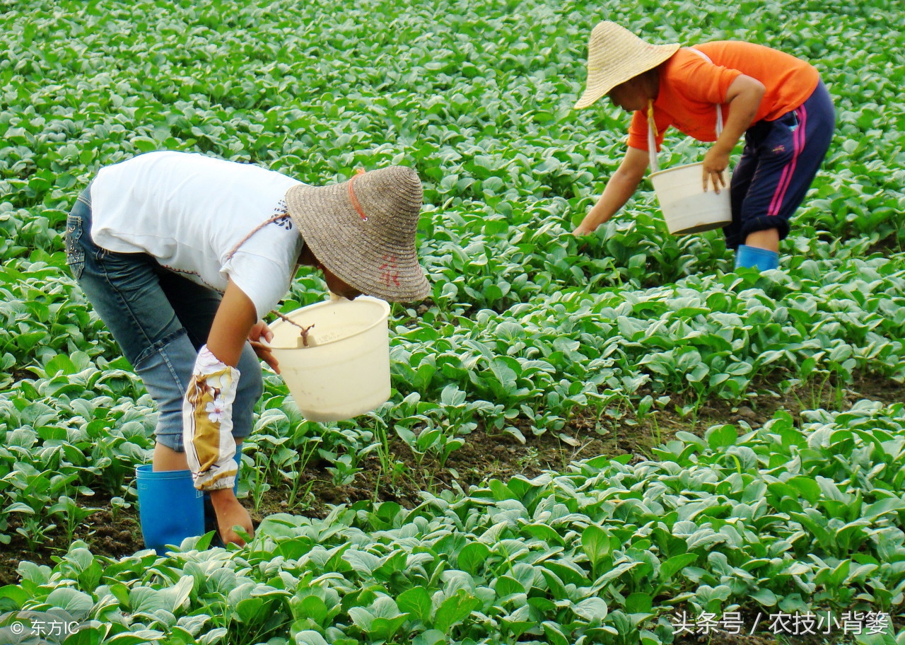 氯化钾和复合肥哪种好,氯化钾和硫酸钾哪个水溶性更好