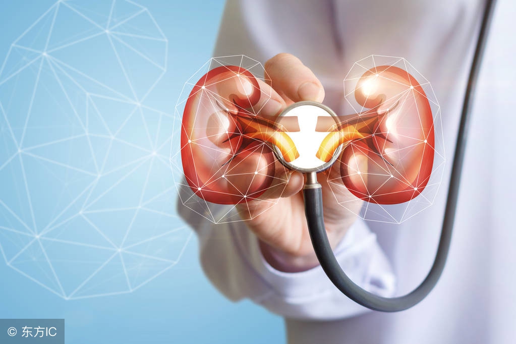 尿蛋白阳性肾脏b超正常,尿蛋白阳性无管型