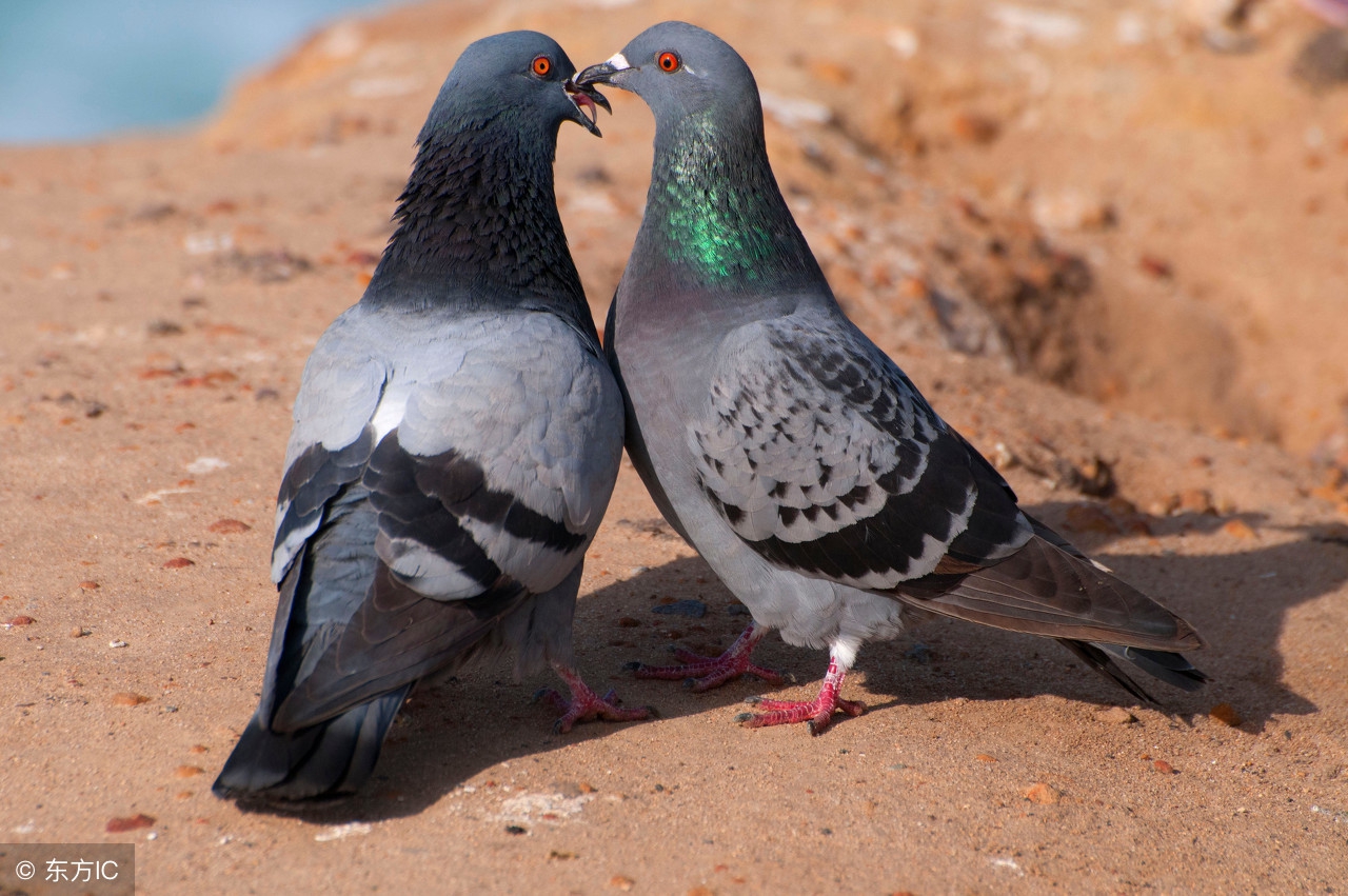 鸽子的养殖利润和销路分析,养殖鸽子的市场前景如何